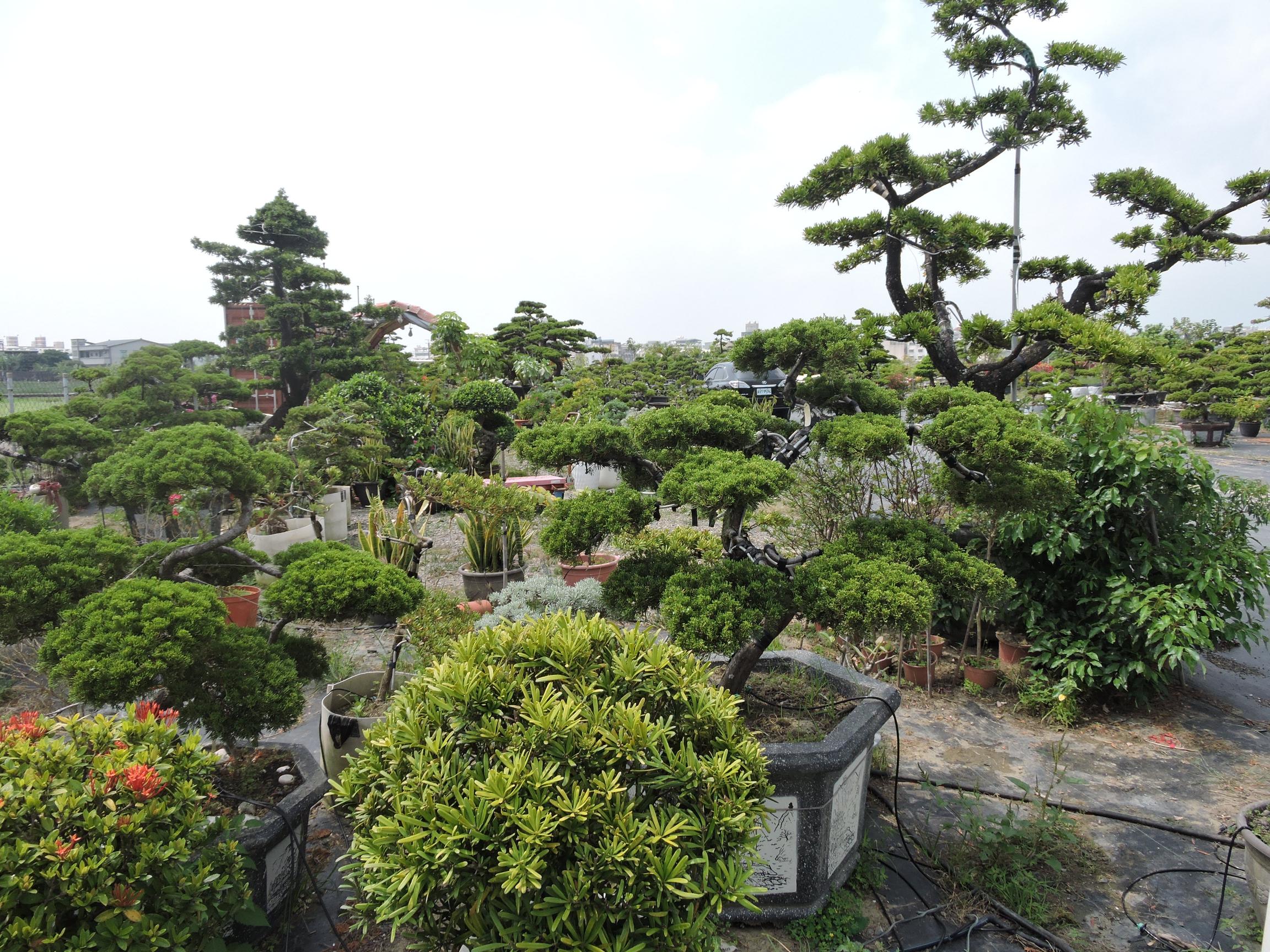 台南園藝盆栽