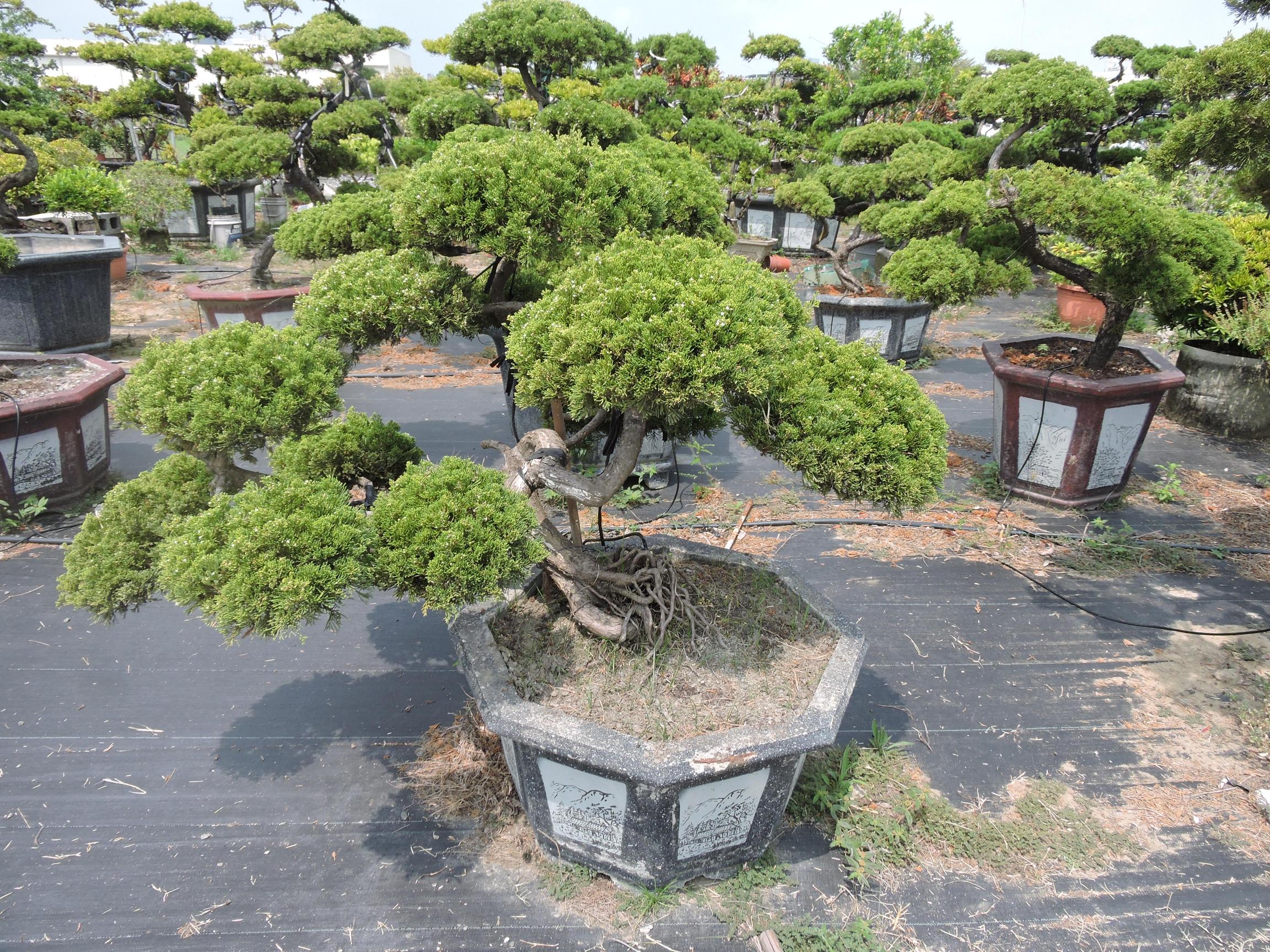 台南園藝盆栽