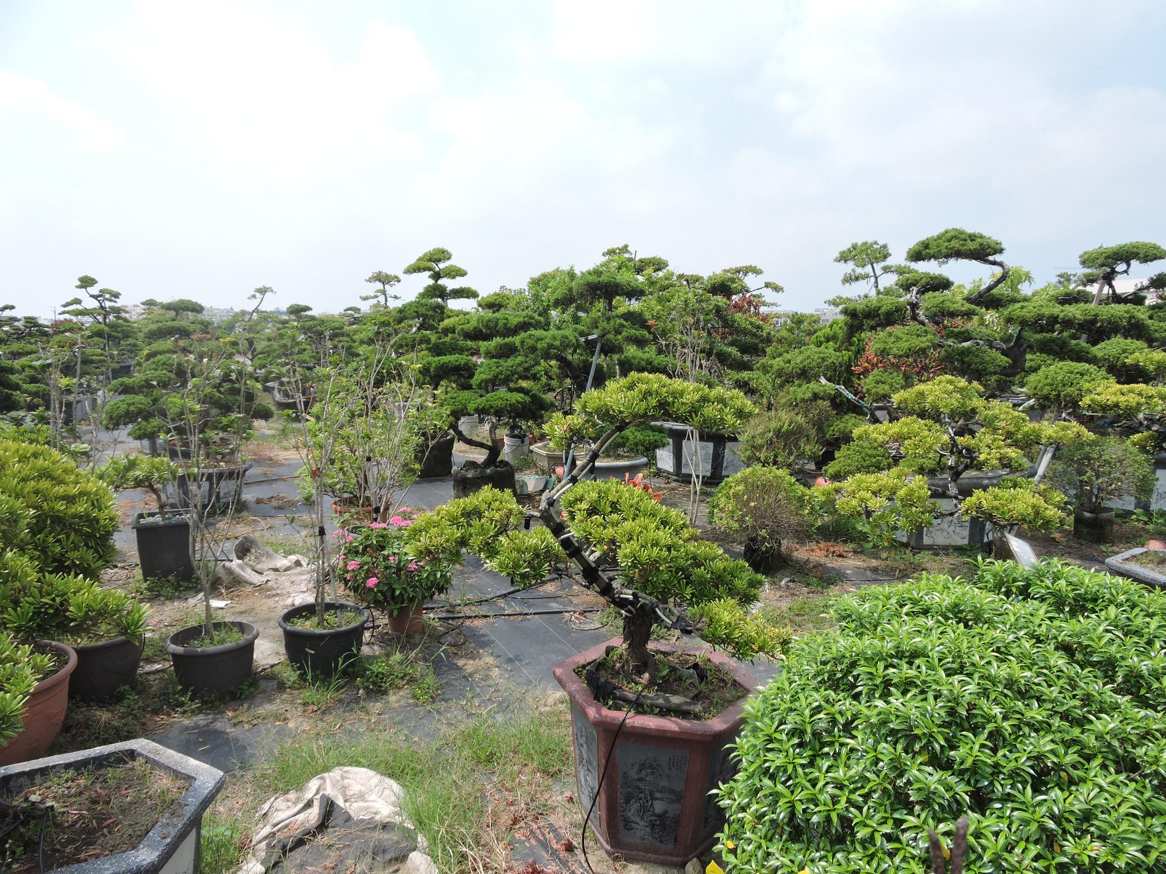 台南園藝盆栽