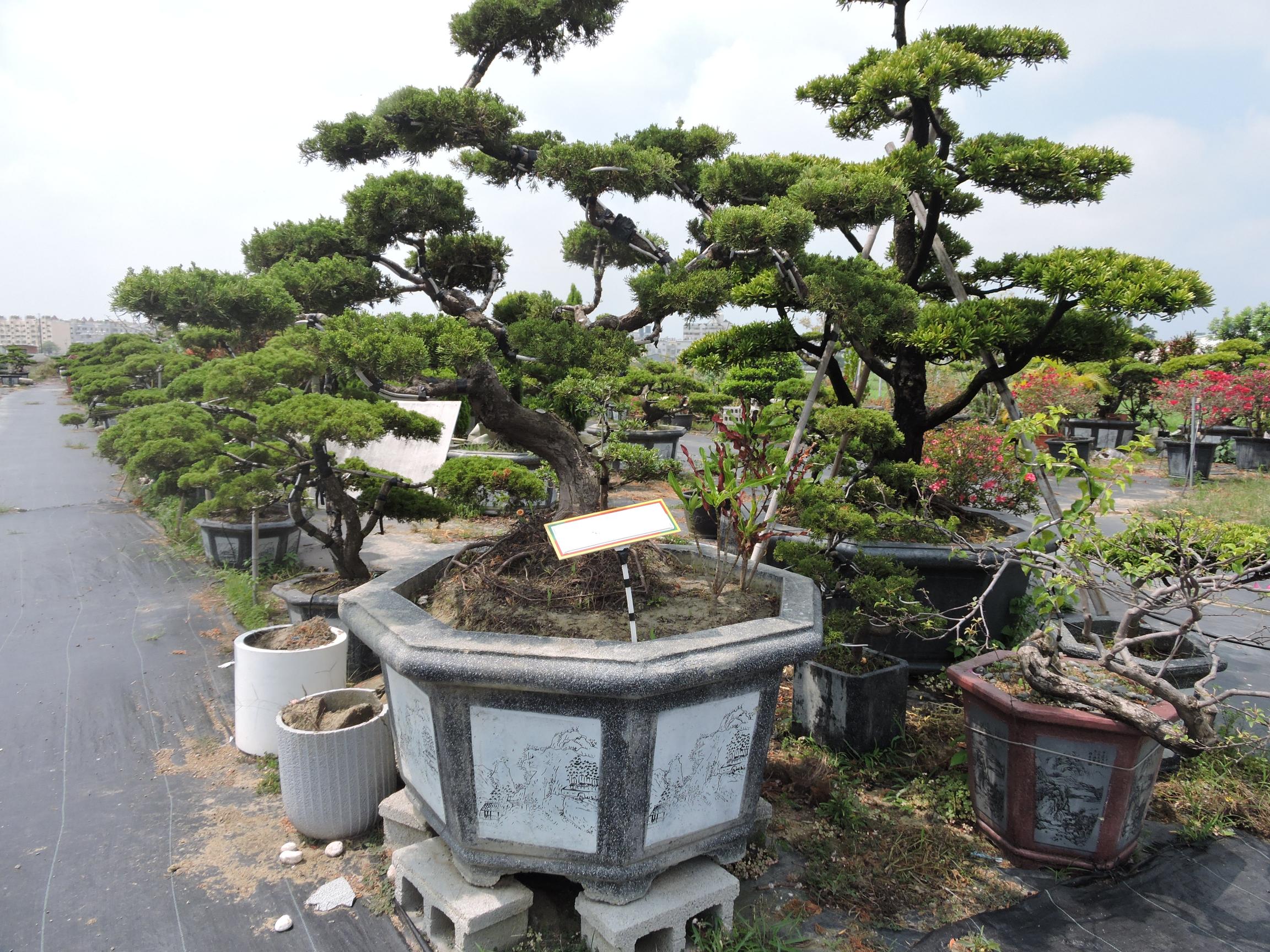 台南園藝盆栽