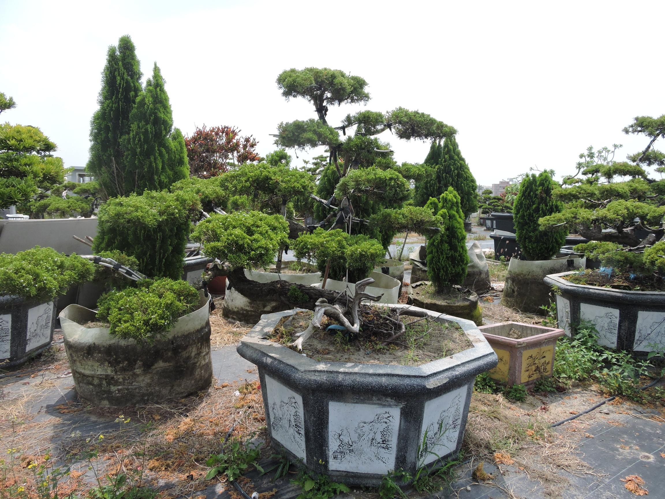 台南園藝盆栽