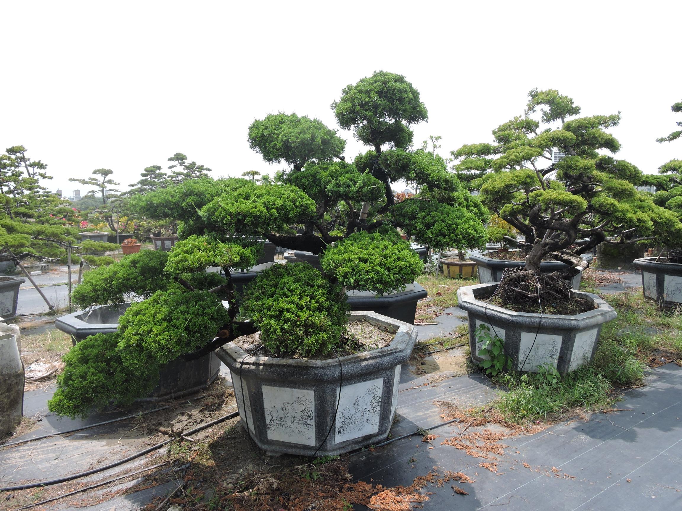 台南園藝盆栽