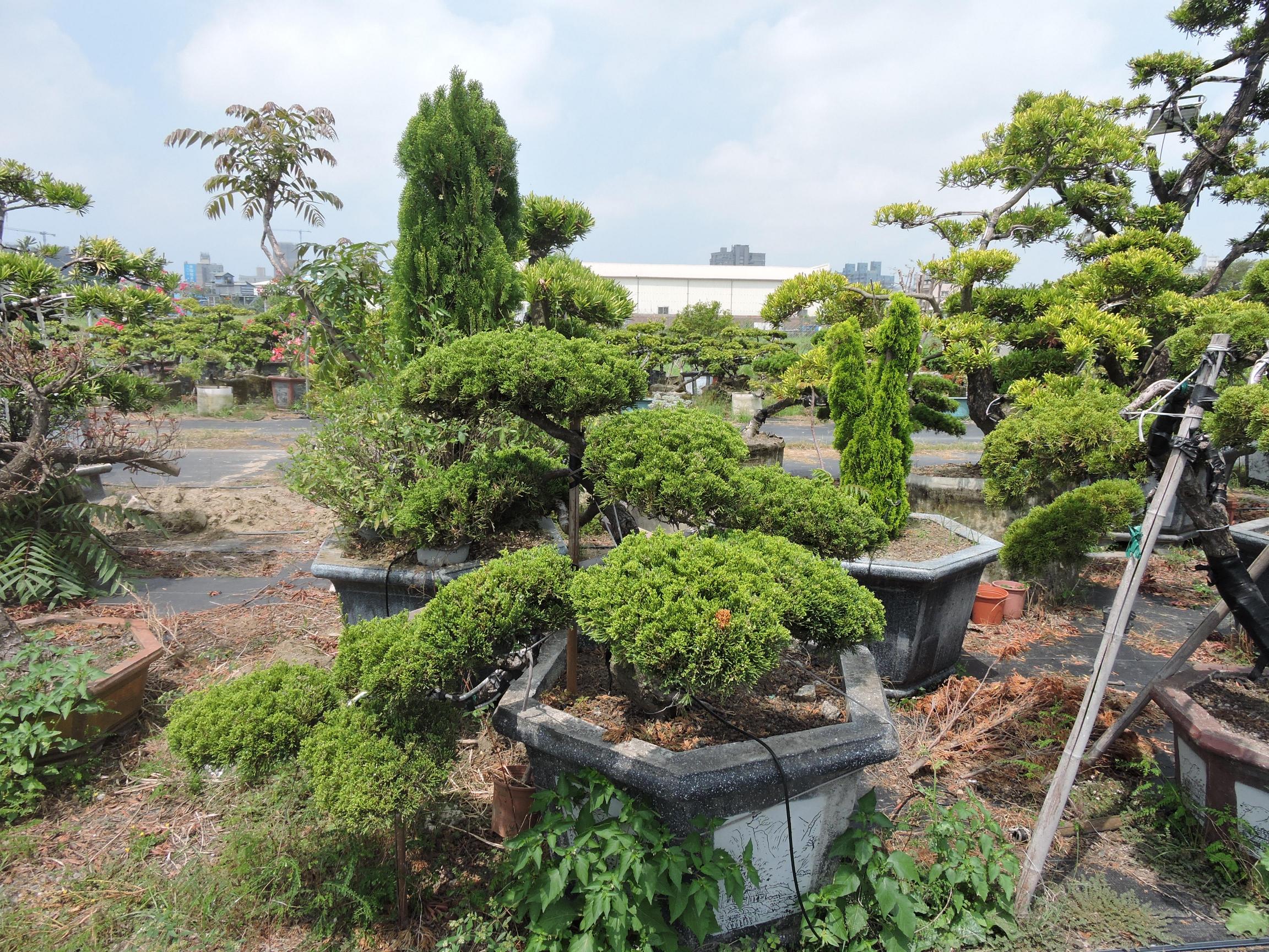 台南園藝盆栽