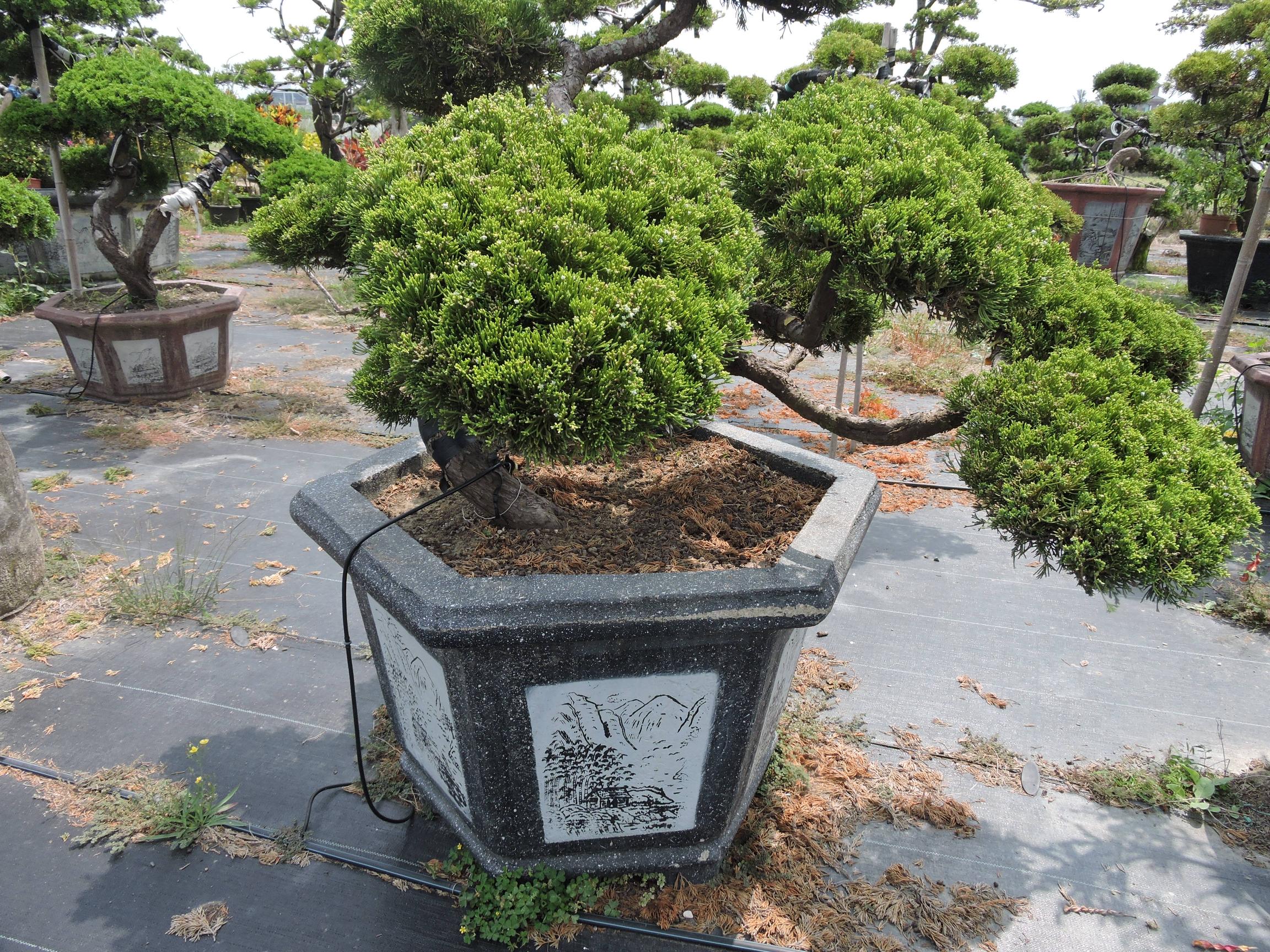 台南園藝盆栽