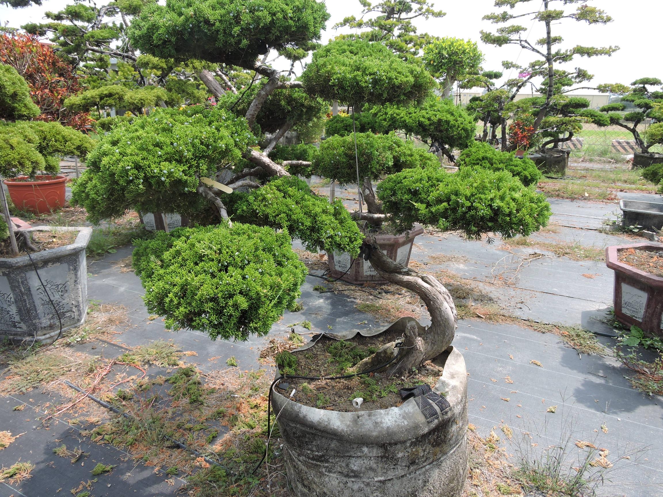 台南園藝盆栽