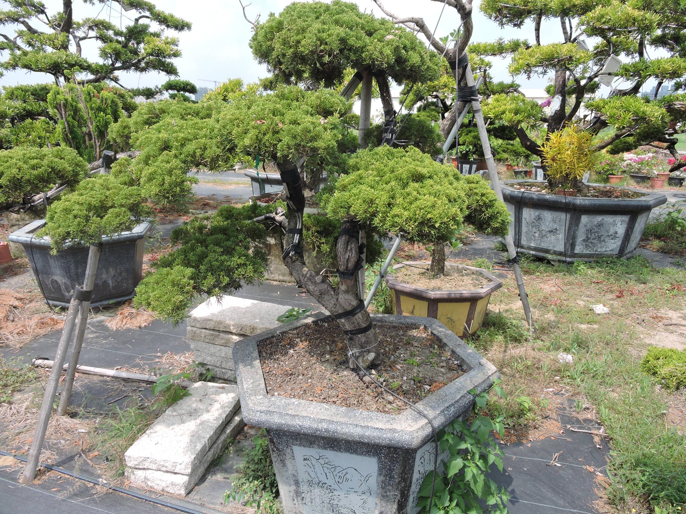 台南園藝盆栽