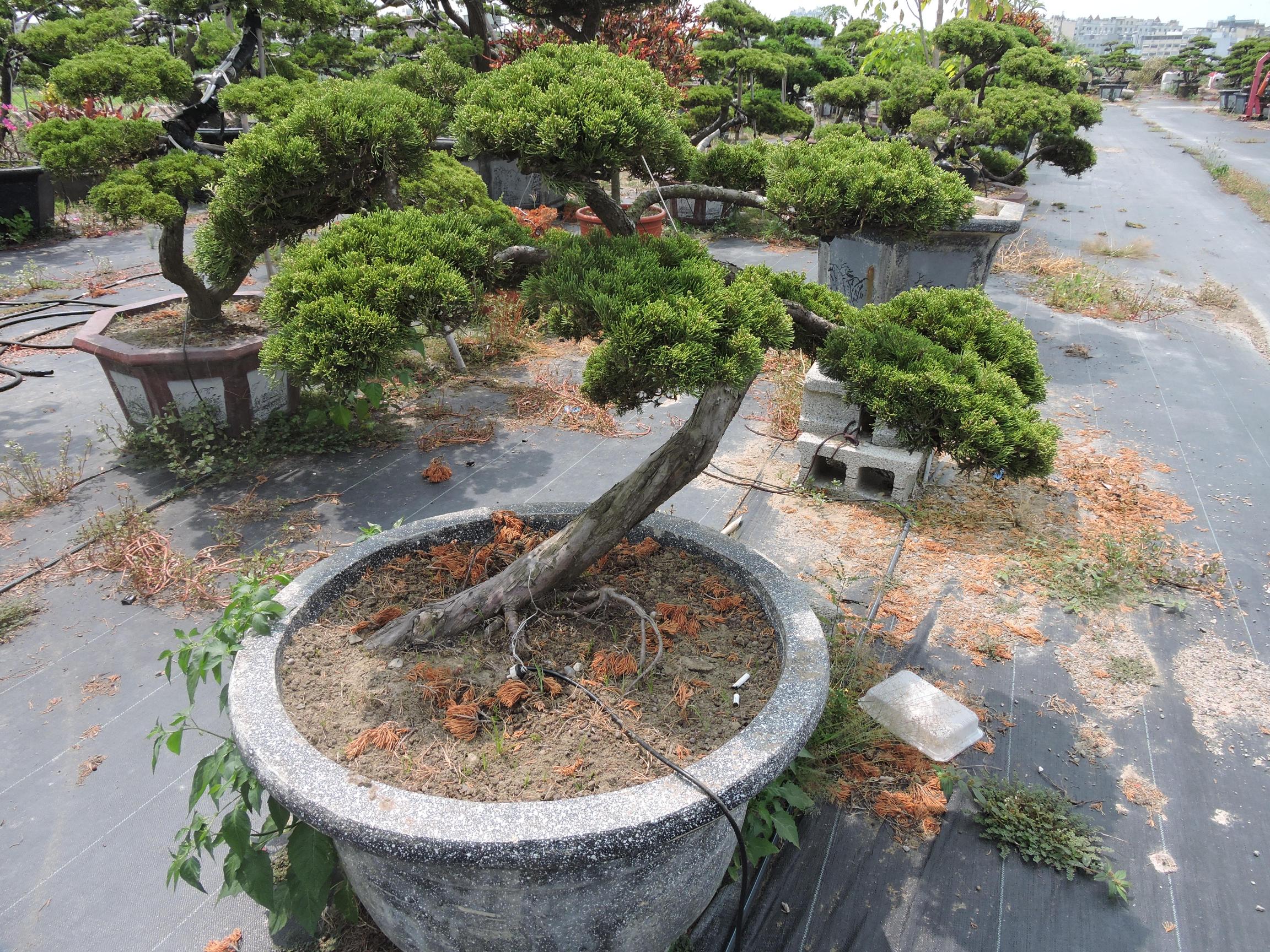 台南園藝盆栽