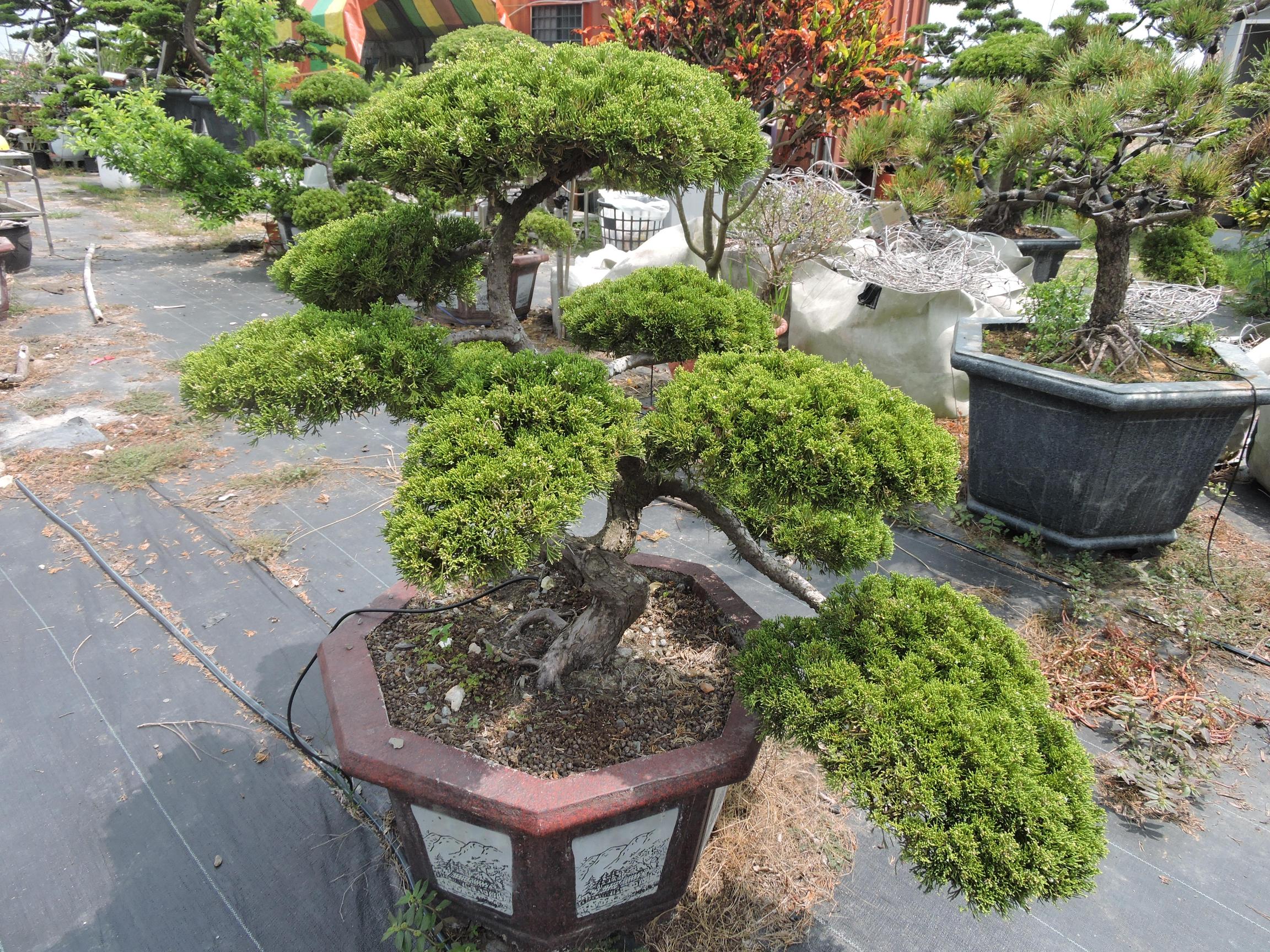 台南園藝盆栽