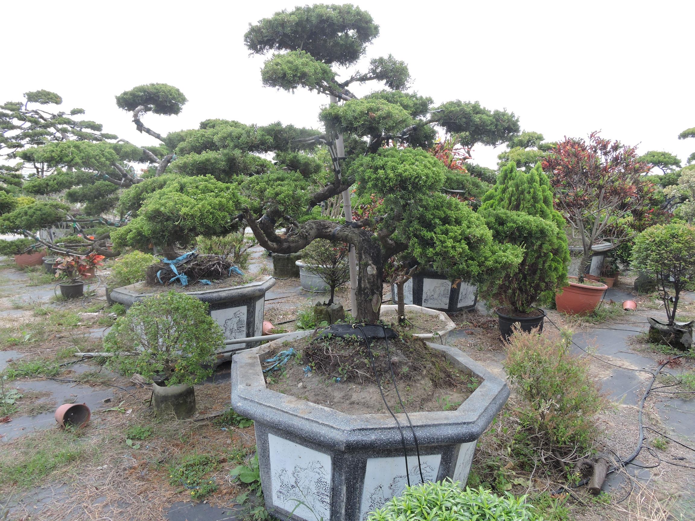 台南園藝盆栽