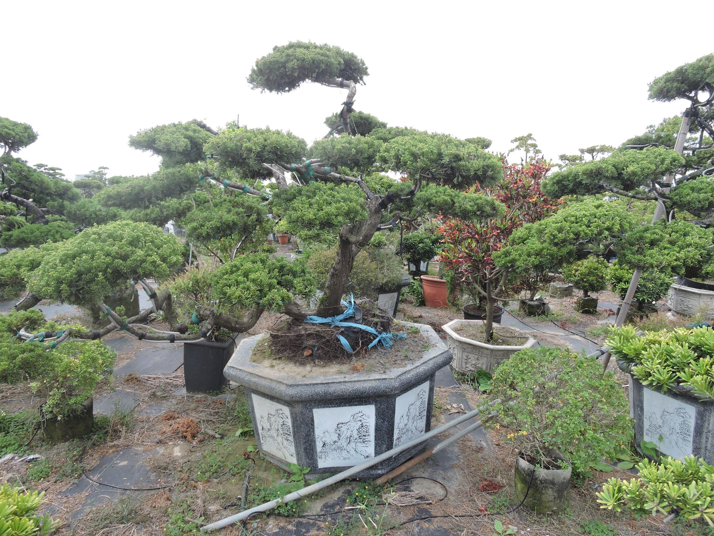 台南園藝盆栽