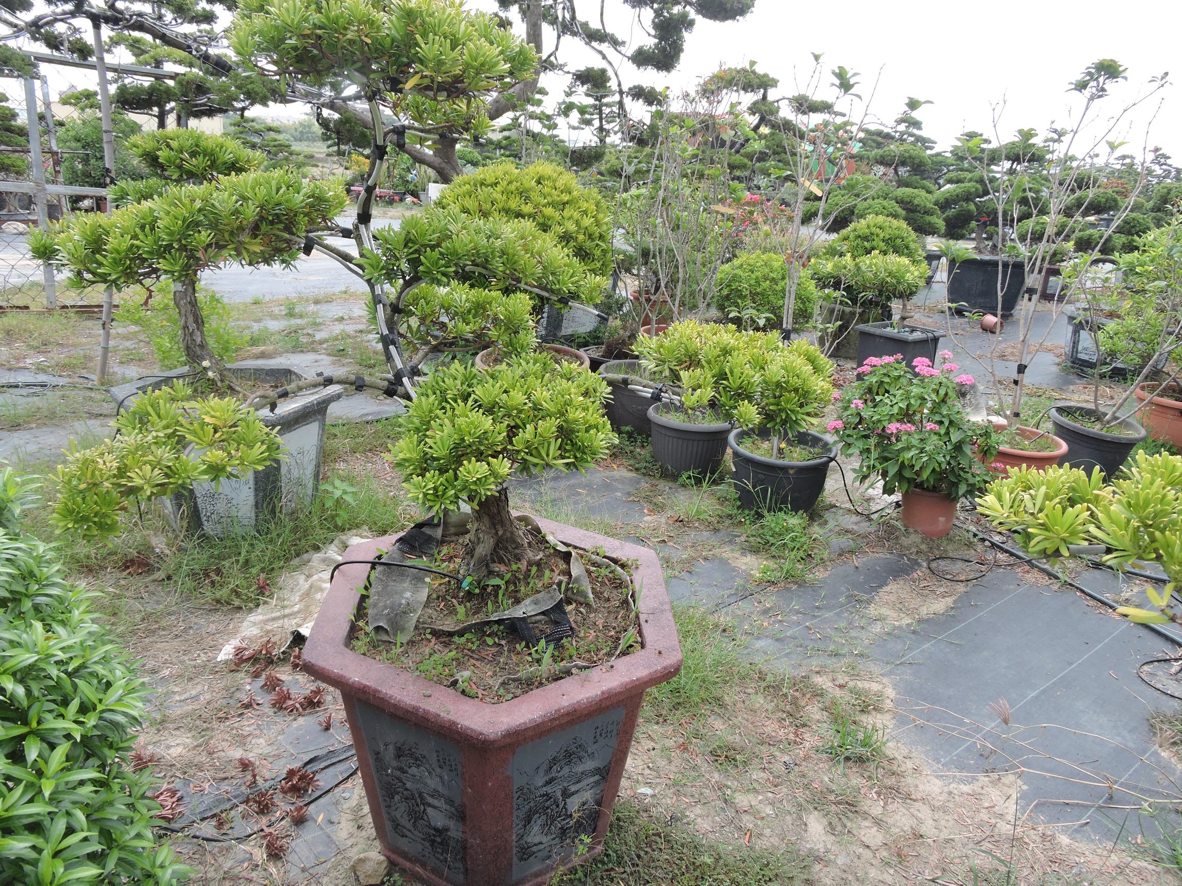 台南園藝盆栽