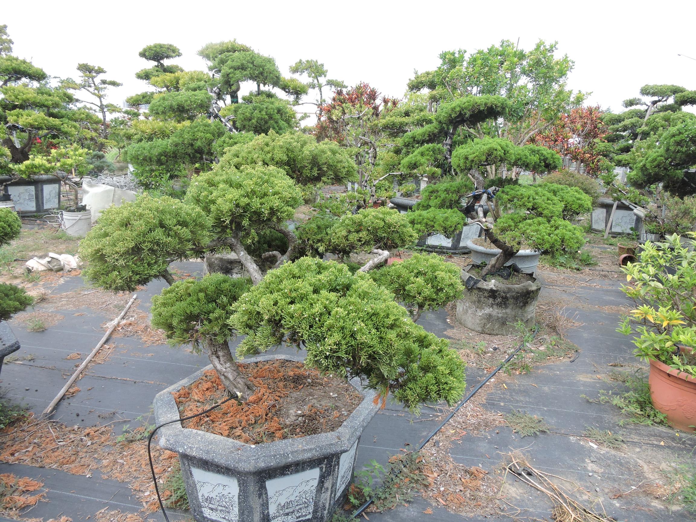 台南園藝盆栽